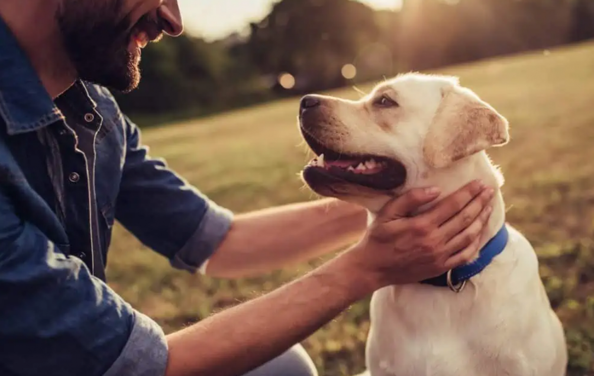Inteligența artificială vrea să spargă bariera dintre om și natură. Se apropie ziua în care vom ști ce gândesc animalele?