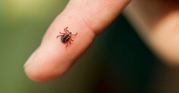 Invazie de capuse in Ploiesti. Primarul cere instituirea starii de urgenta