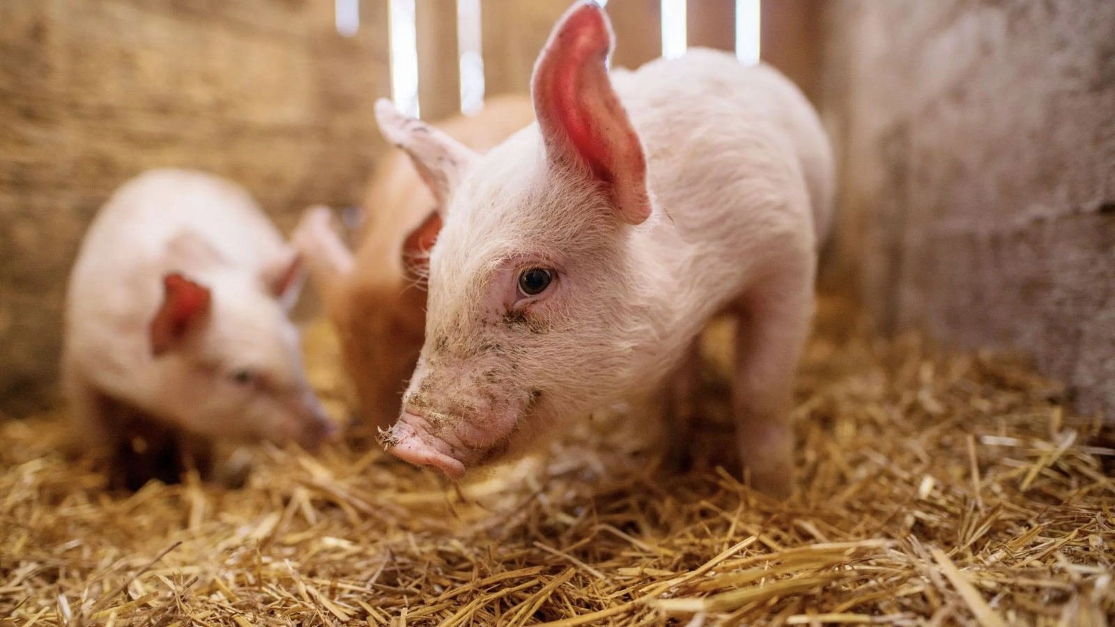 Ireal: doi bărbați au mers să taie porcul, dar pentru că erau beți s-au luat la bătaie și s-au înjunghiat. Porcul nu era al lor
