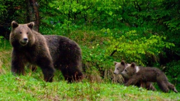 Jandarmii au fost chemaţi să alunge alunge urşii din Băile Tuşnad. Populaţia, avertizată prin RO-ALERT