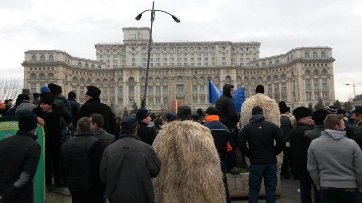La ce acord s-a ajuns in privinta numărului de câini la stână