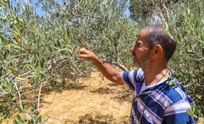 Libanul acuză armata israeliană că i-a compromis sezonul de măsline prin bombardamente cu fosfor
