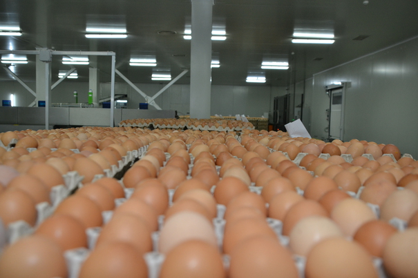 Luxemburg, a opta ţară europeană care anunţă retragerea mai multor loturi de ouă contaminate cu insecticid

