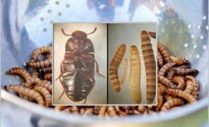 Mâncarea care conține larve de gândac, lăcuste, vierme de făină și greiere va fi afișată pe rafturi separate în magazine
