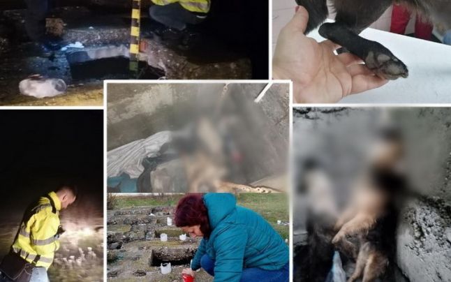 Măsuri drastice în cazul câinilor spânzuraţi într-un buncăr de lângă Oradea: două persoane au fost reţinute