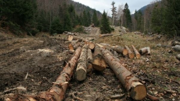 Mafia lemnului a primit o lovitura dura din partea DIICOT! Schweighofer este luat in vizor