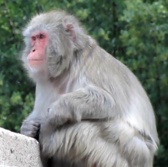 Maimuţele confiscate de la Nuțu Cămătaru au ajuns la Grădina Zoologică din Târgu Mureş