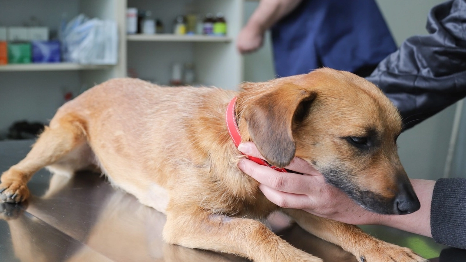 Medicii veterinari avertizează că vor fi nevoiți să închidă cabinetele. Decizia Guvernului care pune în pericol animalele și care ar putea declanșa proteste
