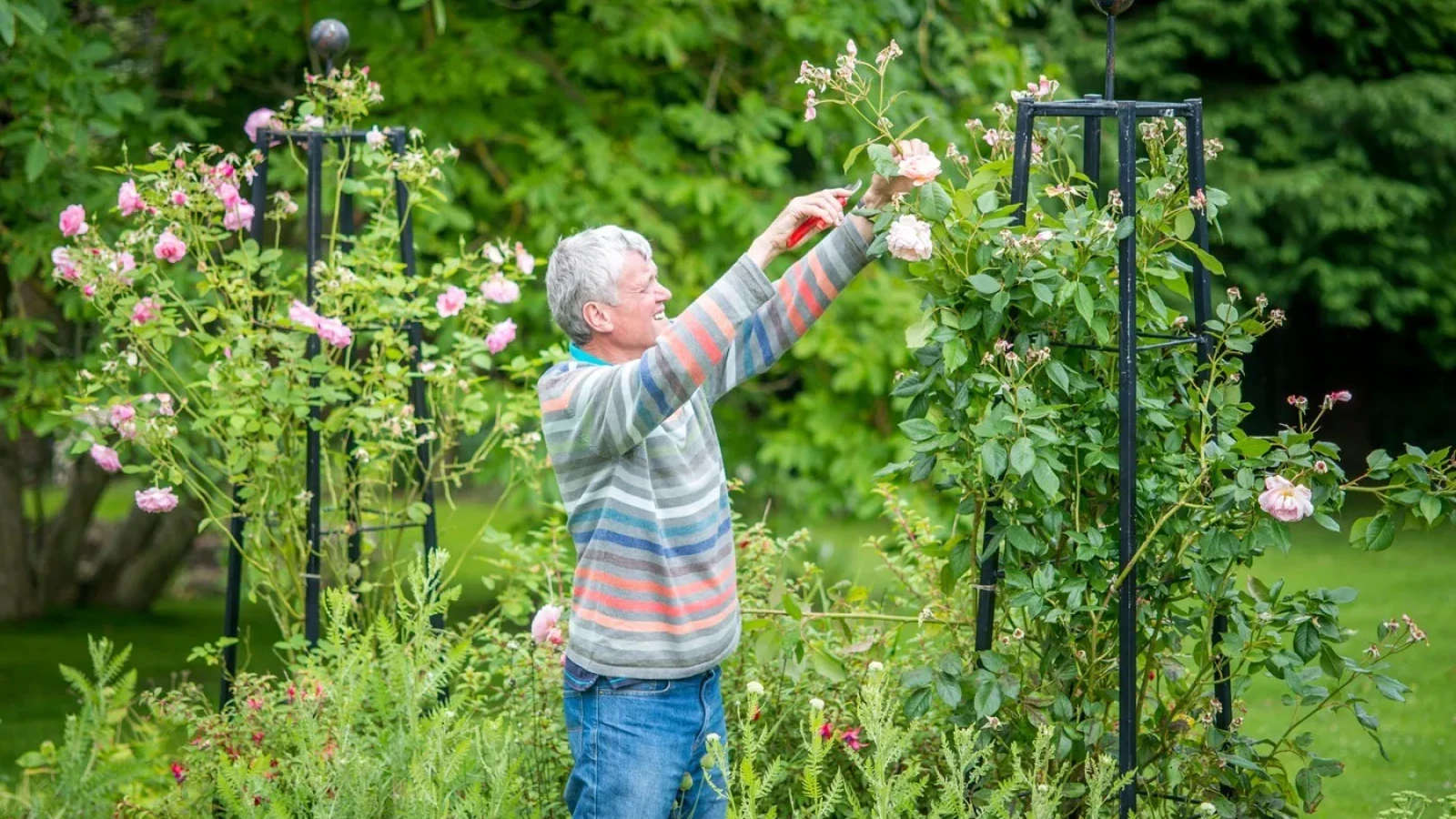 Micul truc pe care trebuie să-l faci în luna februarie pentru a avea niște trandafiri superbi în primăvară
