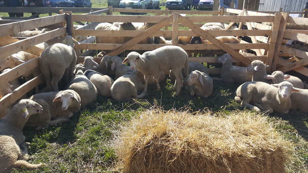 Miei ecologici. Cu cât vând ciobanii carnea de miel cu o săptămână înainte de Paşte
