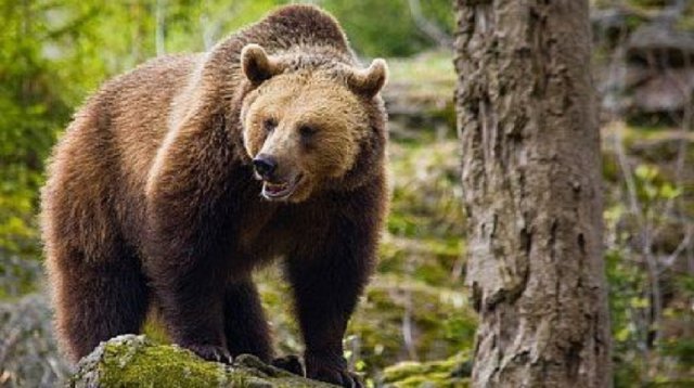 Ministerul Mediului a dat aviz pentru împuşcarea unui urs care se plimba prin sate
