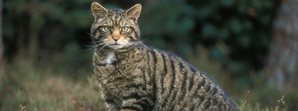 Ministerul Mediului a suspendat ordinul care permitea măcelărirea a 1700 de animale sălbatice