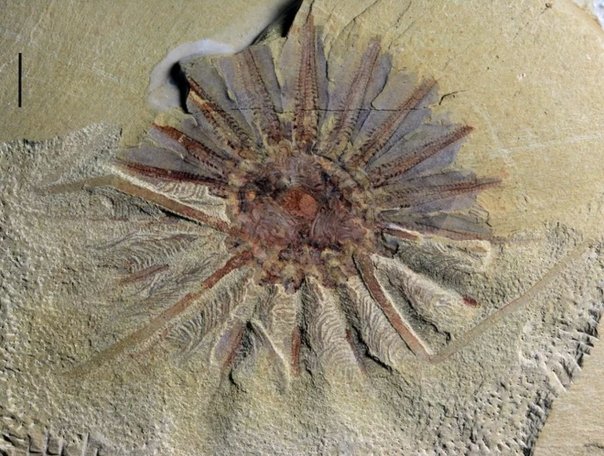 O ENIGMA veche a fost rezolvata dupa descoperirea unui monstru marin cu 18 tentacule