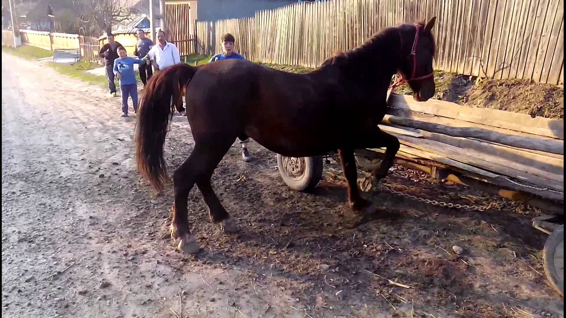 O fetiţă de doi ani a murit după ce a fost lovită de un cal la o fermă din judeţul Sibiu