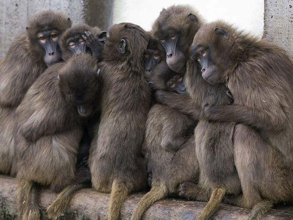 O maimuţă a evadat de Grădina Zoologică din Piatra Neamţ, prinsă după mai bine de şase ore