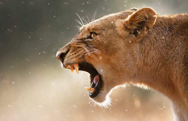 O mamă s-a luptat cu mâinile goale cu o pumă care i-a atacat copilul de 5 ani