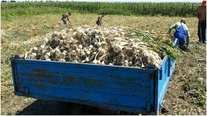 O surpriza placuta pentru agricultori: Guvernul crește subvenția la legume de la 1000 la 3000 de euro pe hectar