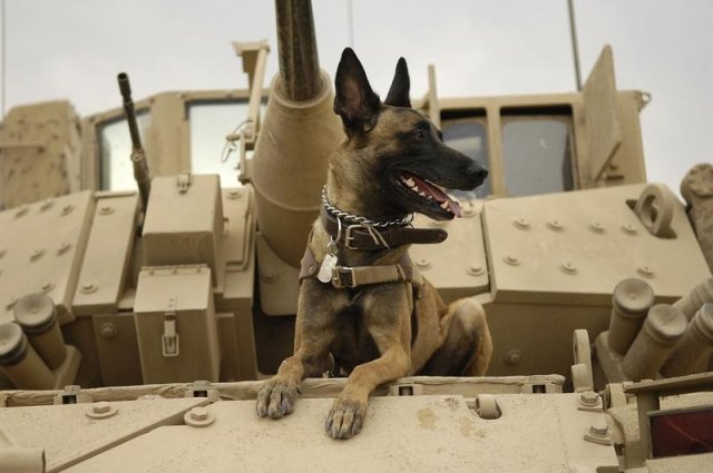 Ofițer din trupele speciale ucis de câinii Malinois pe care îi antrena