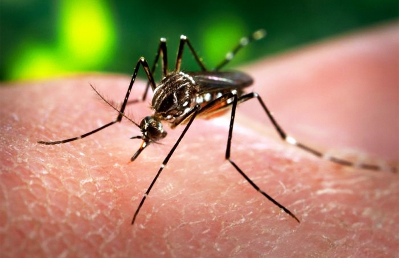 OMS: Virusul Zika, care ar putea genera microcefalia, se va raspandi in aproape toata America