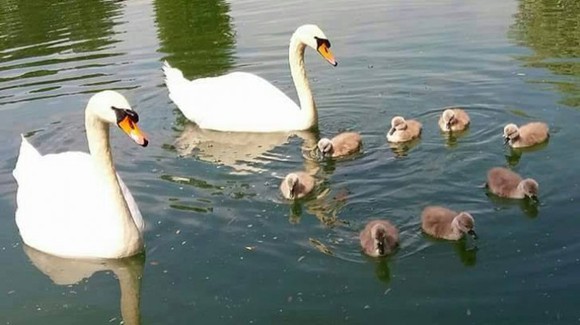 Opt pui de lebădă au fost furați dintr-un parc din București