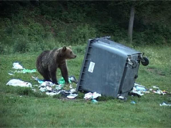 Pădurarii cer derogare pentru a împuşca