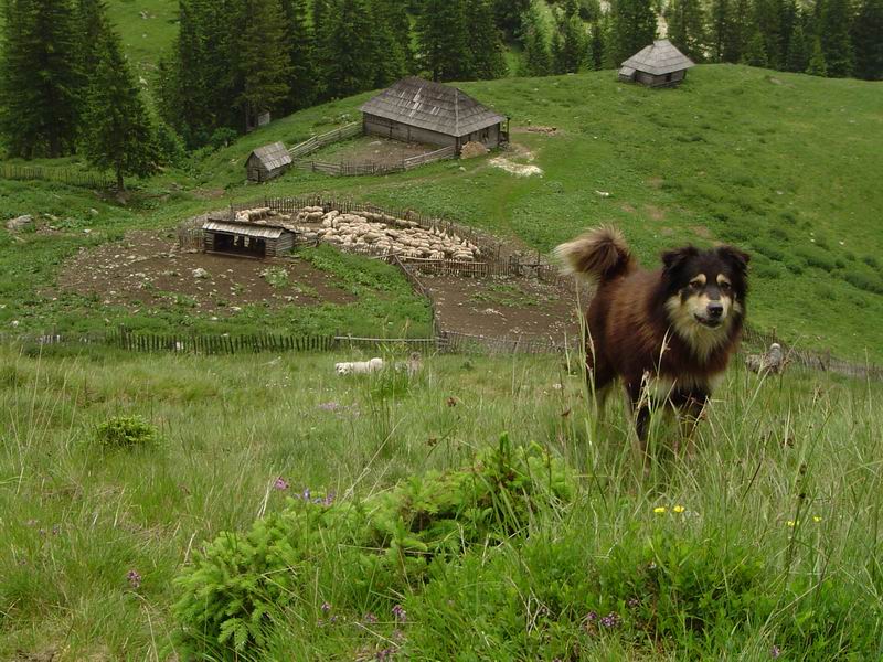 Parlamentarii au decis: Ciobanii pot avea doar trei câini la stână