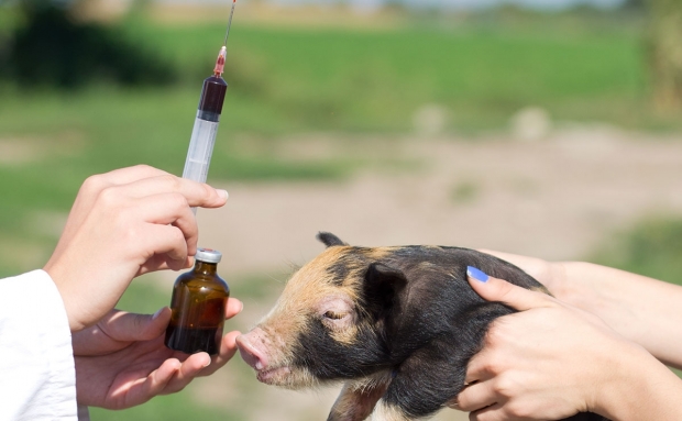 Parlamentul European vrea să limiteze utilizarea antibioticelor în crescătoriile de animale