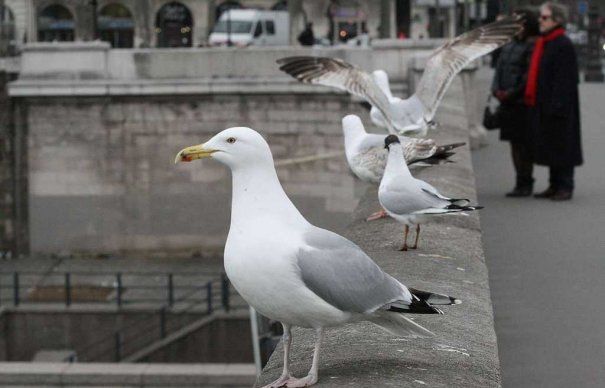 Pescărușii din Paris au declarat război dronelor Poliției
