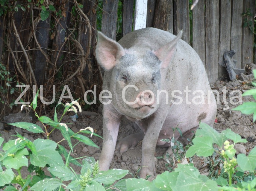 Pesta Porcină Africană se extinde! Iată în ce judeţ a fost confirmat un nou focar