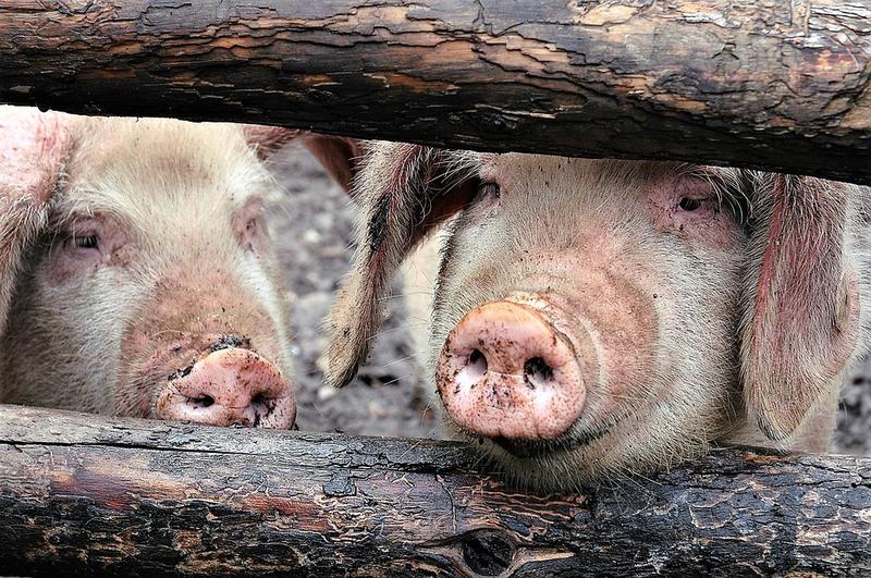 Peste 1.100 de focare de pestă porcină în 316 localități din 25 de județe