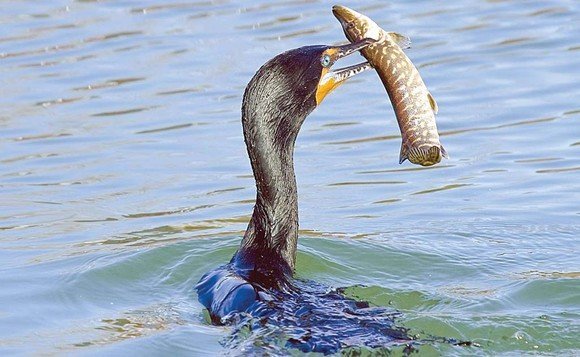 Petre Daea: Românii mănâncă astăzi mai puţin peşte decât cormoranii