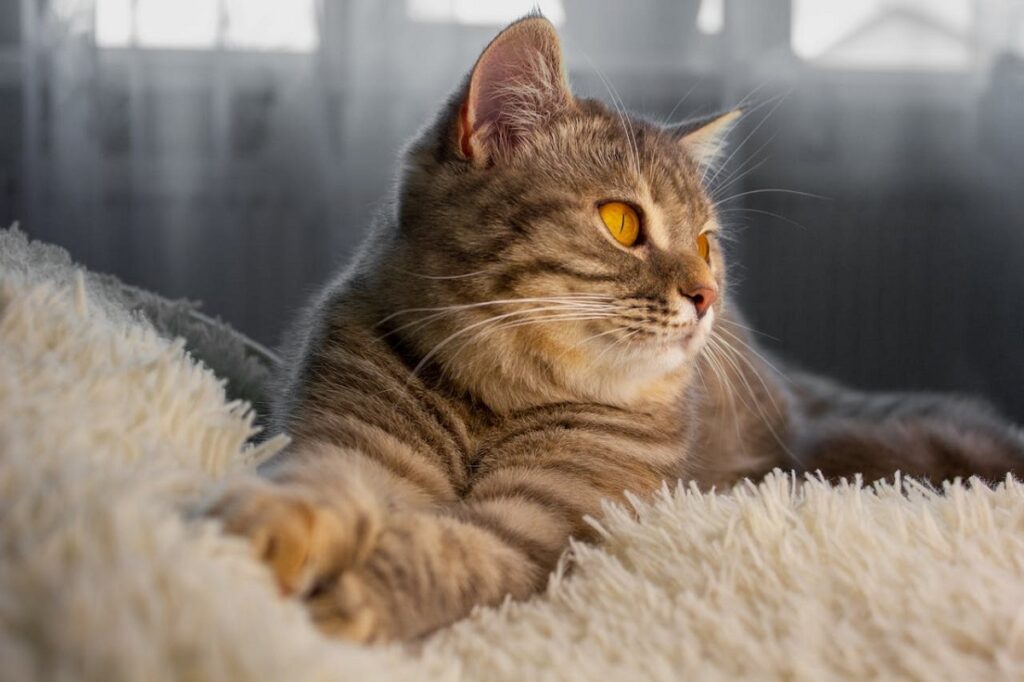 Pisicile reduc riscul de infarct și AVC la oameni - Cum te poate ajuta pisica să trăiești mai mult. Știința îți va schimba modul în care privești animalele de companie
