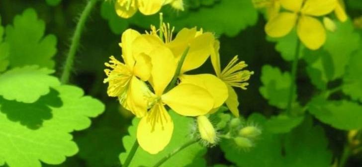 Planta care ajuta in peste 150 de afectiuni