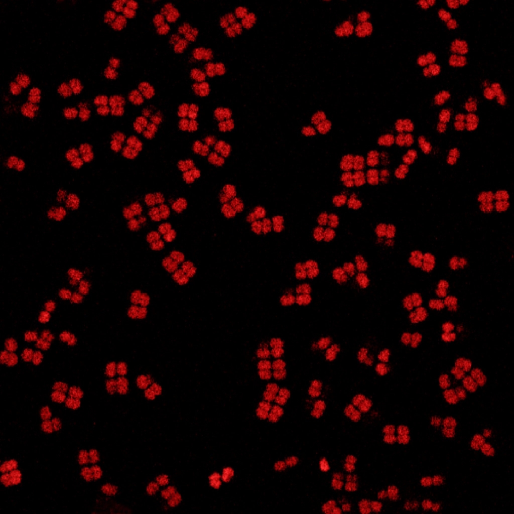 Poezie în ADN. Un vers a fost codificat într-o „bacterie nemuritoare