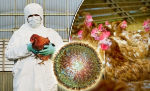 Polonia anunţă în plină pandemie că a descoperit un caz de gripă aviară înalt patogenă!