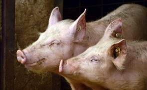 Porcii din România devin cobai pentru un nou tip de vaccin. Ce conține Legea Porcului
