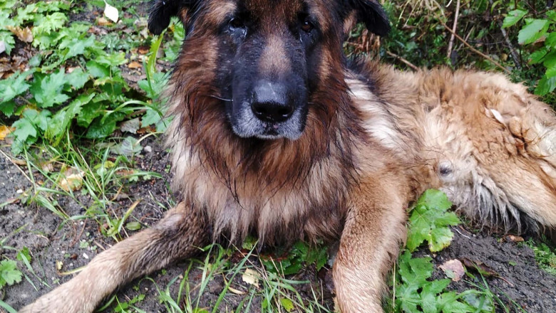  Povestea impresionantă a câinelui care a supraviețuit după ce stăpânii i-au făcut injecția letală și l-au îngropat în pădure