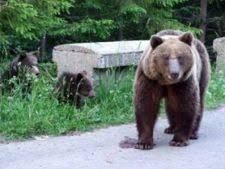 Prahova: Un urs care a atacat două persoane a fost omorât