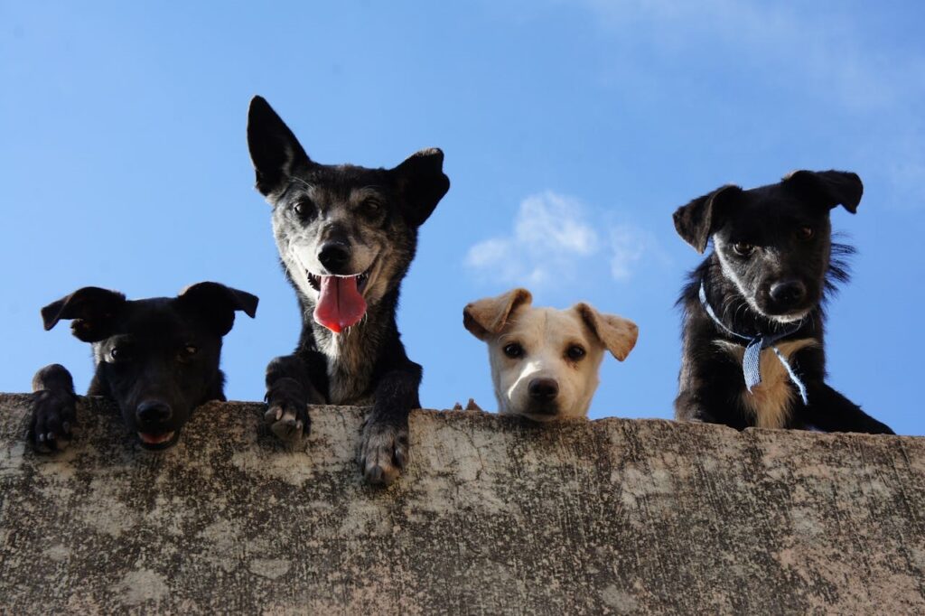 Primul studiu din lume despre reacția câinilor la vocea stăpânilor. Ce au descoperit oamenii de știință în creierul animalelor de companie când le vorbești