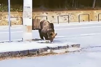 Primul urs din județul Prahova care va fi ucis prin decizia autorităților. Animalul este considerat imposibil de stăpânit