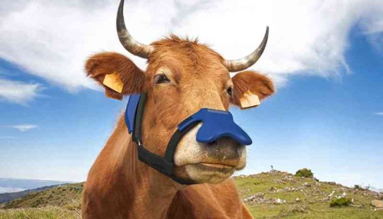 Prințul Charles susține ideea ca și vacile ar trebui să poarte măști! El a dat 50.000 de lire inventatorilor dispozitivului