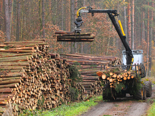 Proiect: Reducerea TVA de la 19% la 5% pentru lemnul de foc livrat către persoanele fizice