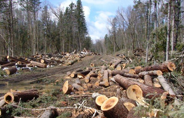 Proiectul lui Dragnea, desființat de comunitatea forestierilor. Cât pierde România prin interzicerea exporturilor de bușteni