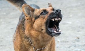 Proprietarii de câini din rasele periculoase vor plăti o asigurare obligatorie pentru terți cuprinsa intre 100-1000 de euro/an
