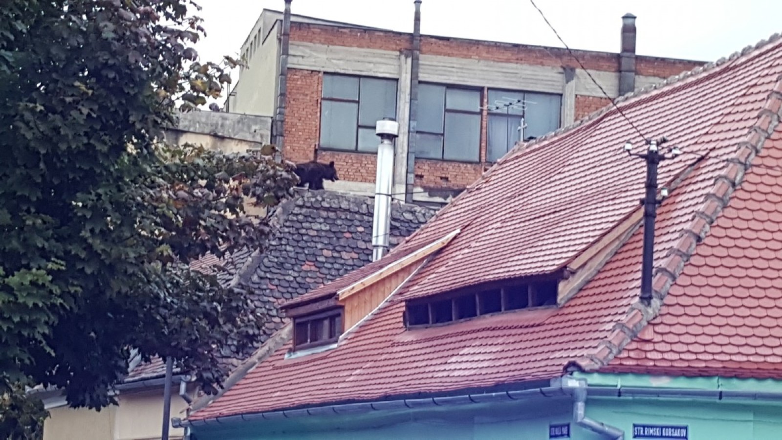 Protest după uciderea ursului din centrul Sibiului
