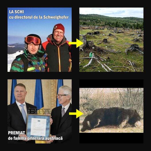 PSD îl indică pe Klaus Iohannis drept vinovat pentru uciderea ursului Arthur