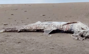 Rămășițele unei creaturi bizare au fost descoperite la gura de vărsare a golfului Liverpool