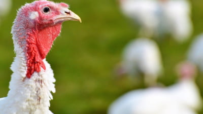 Reîncepe nebunia cu gripă aviară la o mare companie din domeniu din România. Ferma are peste 100.000 de curcani care vor fi uciși