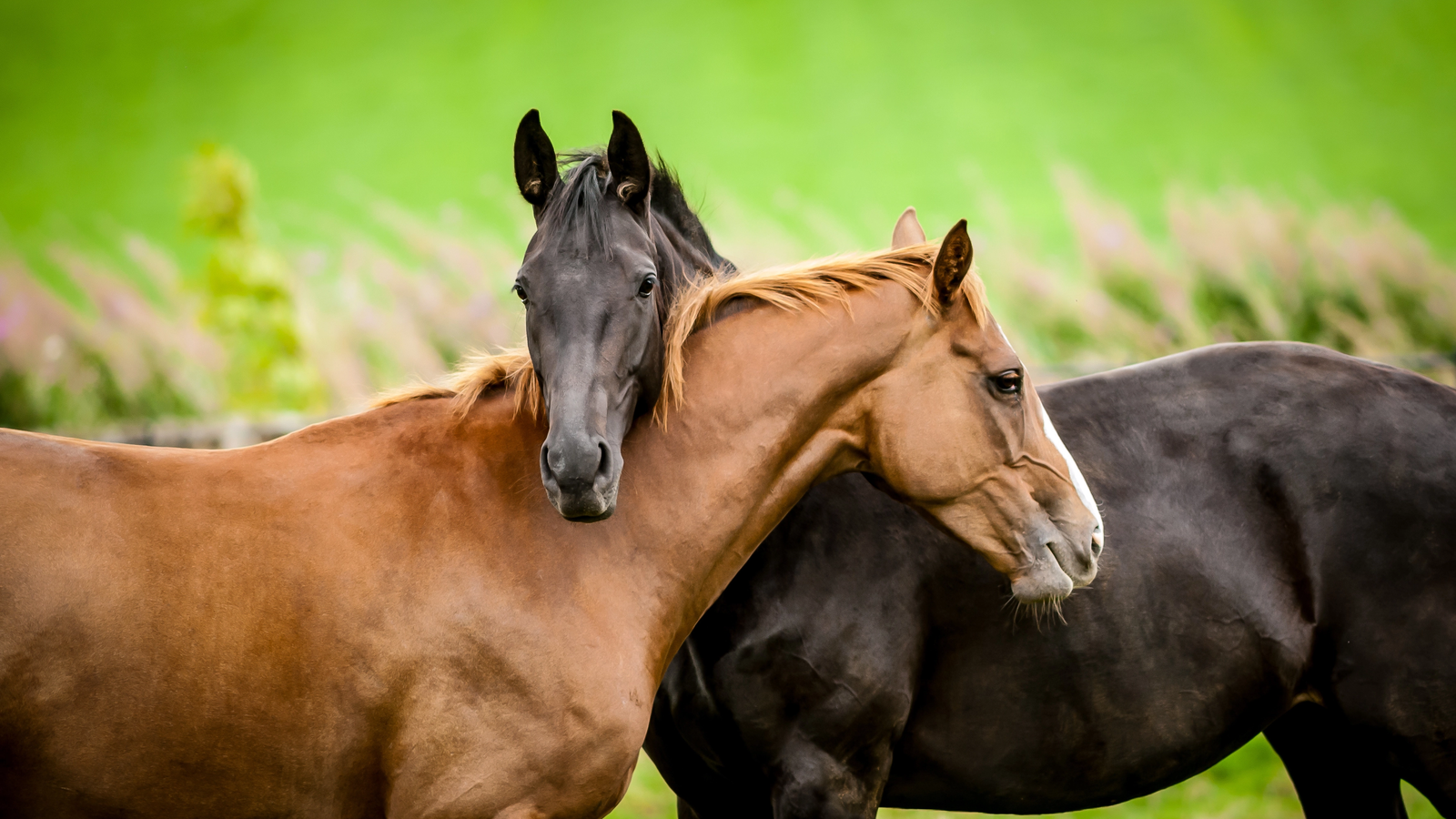 România e țap ispășitor în scandalul cărnii de cal care a zguduit Europa! Cazul ia o turnură neașteptată: Cine era, de fapt, în spatele fraudei uriașe