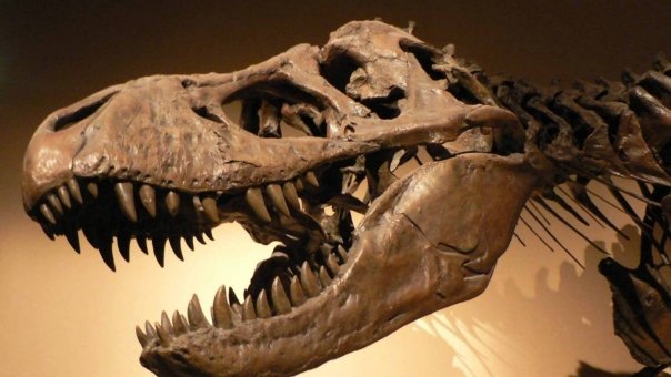Romanii, braconajul si dinozaurii! Cum dispar oasele unor animale preistorice